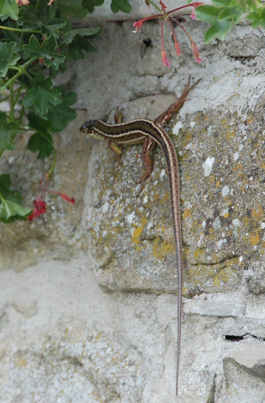 Lacertide sconosciuto